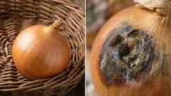 Viele Menschen machen diesen Fehler. Wenn Sie Zwiebeln daneben lagern, werden sie faul.