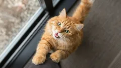 7 Signale, die eine Katze sendet, wenn sie um Hilfe bittet