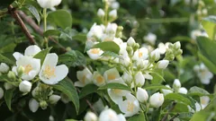 Eine Zimmerpflanze, die als „Quelle des Glücks“ bezeichnet wird: Ihr Duft hebt die Stimmung und beruhigt die Nerven.