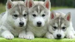 Wie Sie Ihrem Welpen das Toilettentraining im Freien beibringen: eine Schritt-für-Schritt-Trainingsmethode