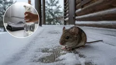 4 natürliche Düfte, die Nagetiere im Winter aus Ihrem Zuhause vertreiben