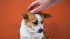 7 Dinge, die Ihren Hund nerven, ohne dass Sie es merken