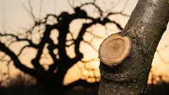 Wie man Bäume am Wachsen hindert, damit sie Früchte tragen: 3 Fehler beim Beschneiden, die viele Menschen machen