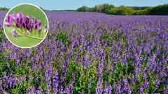 Diese Pflanze erhöht schnell die Fruchtbarkeit selbst sandiger Böden und ist zudem sehr nützlich. Sie können sie jetzt pflanzen.