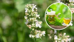 Diese einzigartige Pflanze wirkt beruhigender als Minze und kann Zitrone ersetzen. Alles, was Sie über Katzenminze wissen müssen