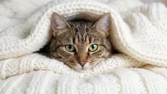 Warum Katzen nachts in das Bett ihres Besitzers klettern müssen